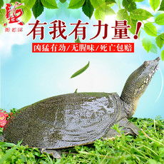 郵樂網水產品海鮮大全 實時報價、高清圖片與水產制品選購指南